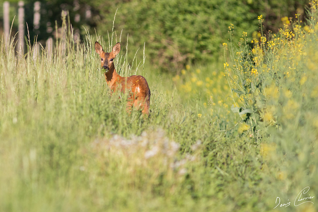 Chevrette dans un champs de colza
